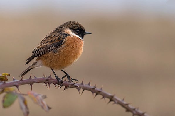 Stereo Faro - Una Luz de Esperanza